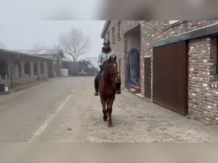 Caballo de deporte irlandés Caballo castrado 7 años 165 cm Alazán in Grevenbroich