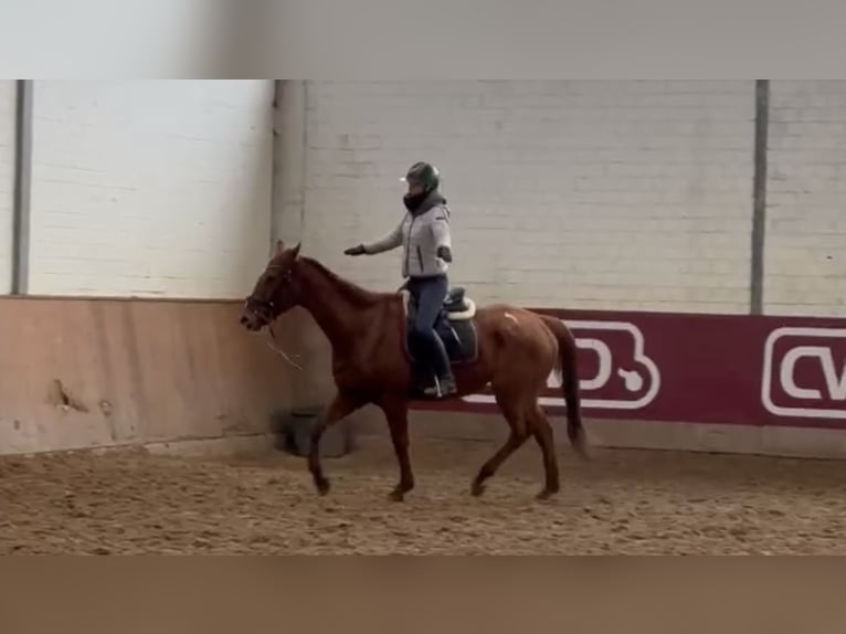 Caballo de deporte irlandés Caballo castrado 7 años 165 cm Alazán in Grevenbroich