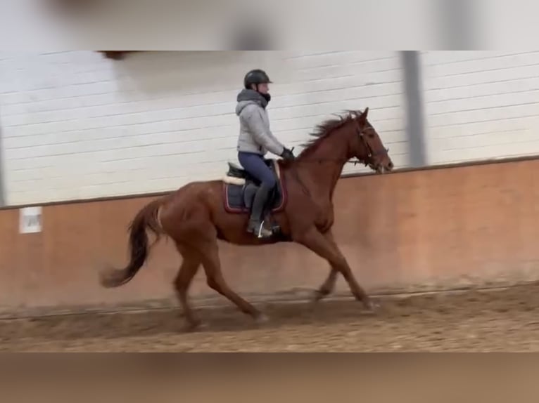 Caballo de deporte irlandés Caballo castrado 7 años 165 cm Alazán in Grevenbroich