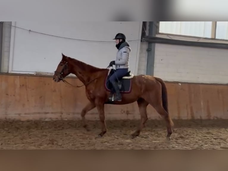 Caballo de deporte irlandés Caballo castrado 7 años 165 cm Alazán in Grevenbroich