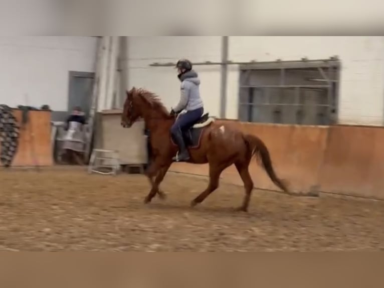 Caballo de deporte irlandés Caballo castrado 7 años 165 cm Alazán in Grevenbroich