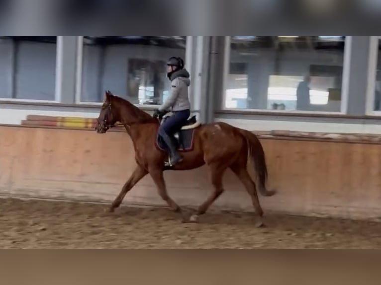 Caballo de deporte irlandés Caballo castrado 7 años 165 cm Alazán in Grevenbroich