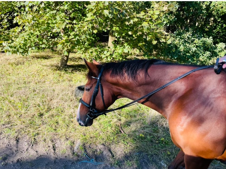 Caballo de deporte irlandés Mestizo Caballo castrado 7 años 165 cm Castaño oscuro in HarenHaren