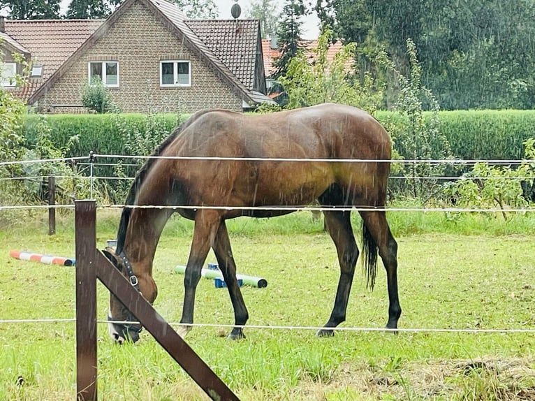 Caballo de deporte irlandés Mestizo Caballo castrado 7 años 165 cm Castaño oscuro in HarenHaren