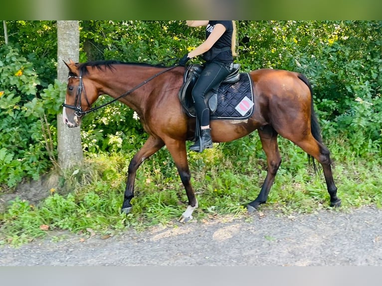 Caballo de deporte irlandés Mestizo Caballo castrado 7 años 165 cm Castaño oscuro in HarenHaren