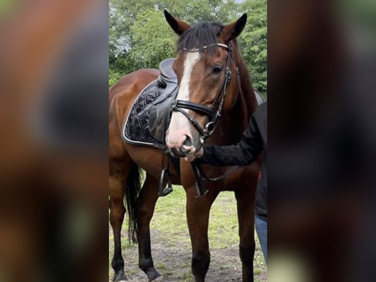 Caballo de deporte irlandés Mestizo Caballo castrado 7 años 165 cm Castaño oscuro in HarenHaren