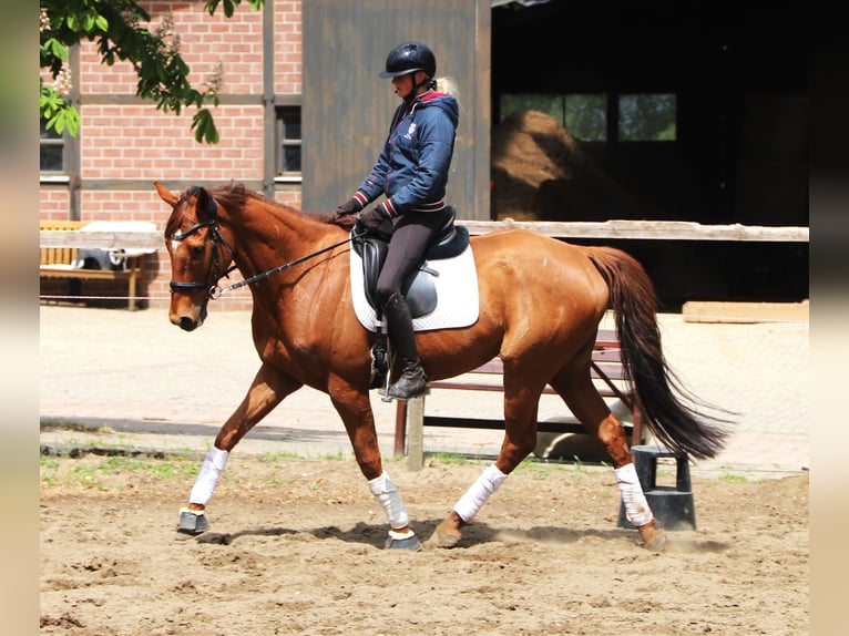 Caballo de deporte irlandés Mestizo Caballo castrado 7 años 166 cm Alazán in Uelsen