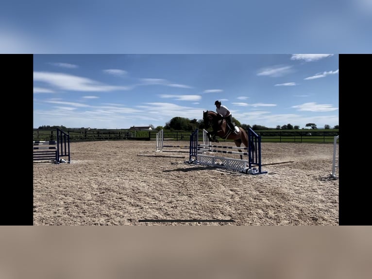 Caballo de deporte irlandés Caballo castrado 7 años 166 cm Castaño rojizo in Sligo