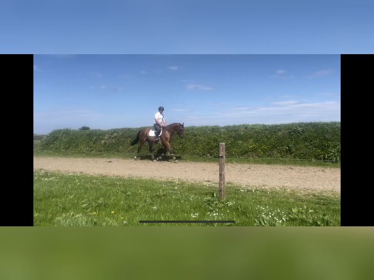 Caballo de deporte irlandés Caballo castrado 7 años 166 cm Castaño rojizo in Sligo