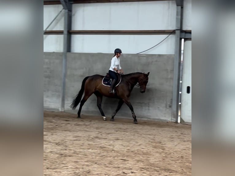 Caballo de deporte irlandés Caballo castrado 7 años 166 cm Morcillo in IJsselstein