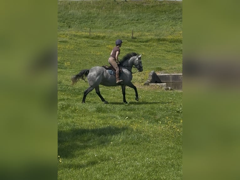 Caballo de deporte irlandés Caballo castrado 7 años 166 cm Tordo rodado in Westmeath
