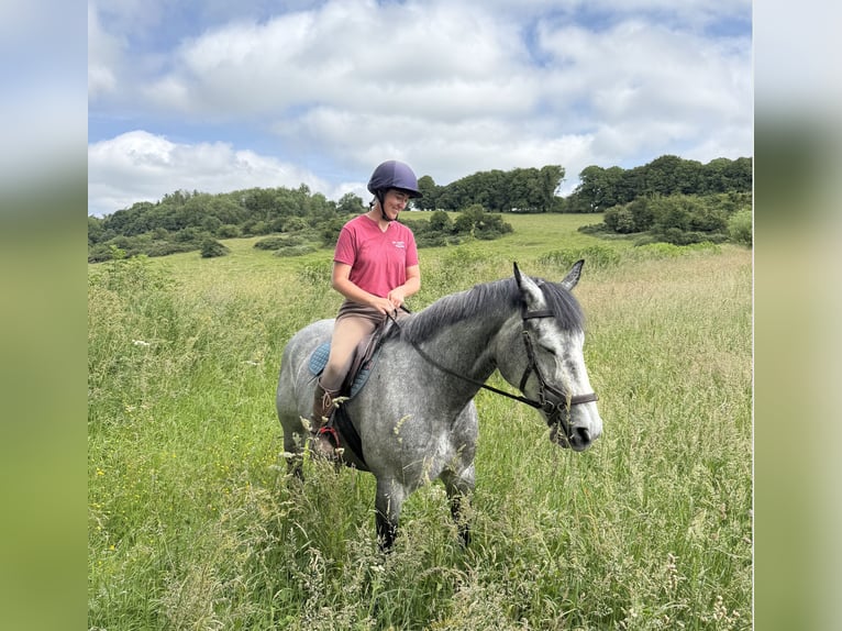 Caballo de deporte irlandés Caballo castrado 7 años 166 cm Tordo rodado in Westmeath