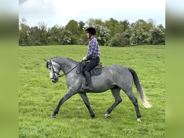 Caballo de deporte irlandés Caballo castrado 7 años 166 cm Tordo rodado in Westmeath