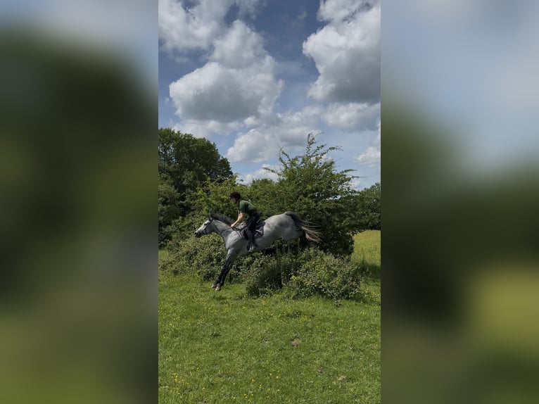 Caballo de deporte irlandés Caballo castrado 7 años 166 cm Tordo rodado in Westmeath