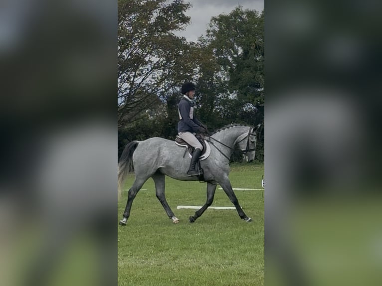 Caballo de deporte irlandés Caballo castrado 7 años 166 cm Tordo rodado in Westmeath