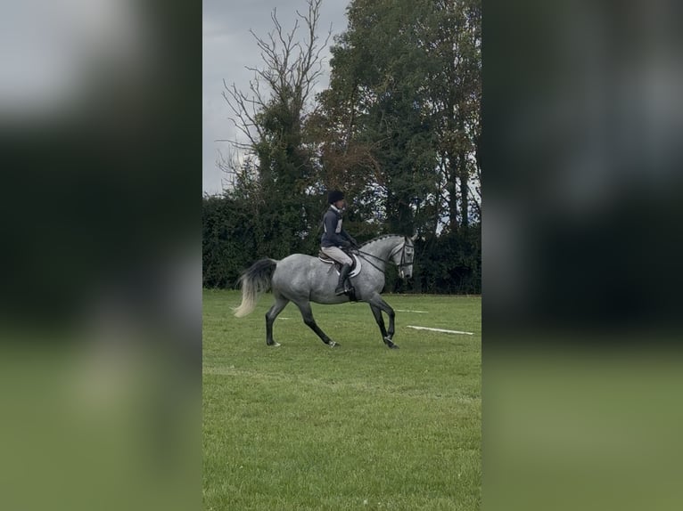 Caballo de deporte irlandés Caballo castrado 7 años 166 cm Tordo rodado in Westmeath