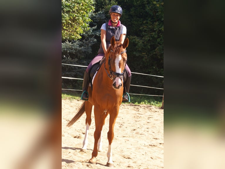 Caballo de deporte irlandés Caballo castrado 7 años 167 cm Alazán in Velpke