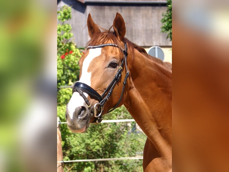 Caballo de deporte irlandés Caballo castrado 7 años 167 cm Alazán in Velpke
