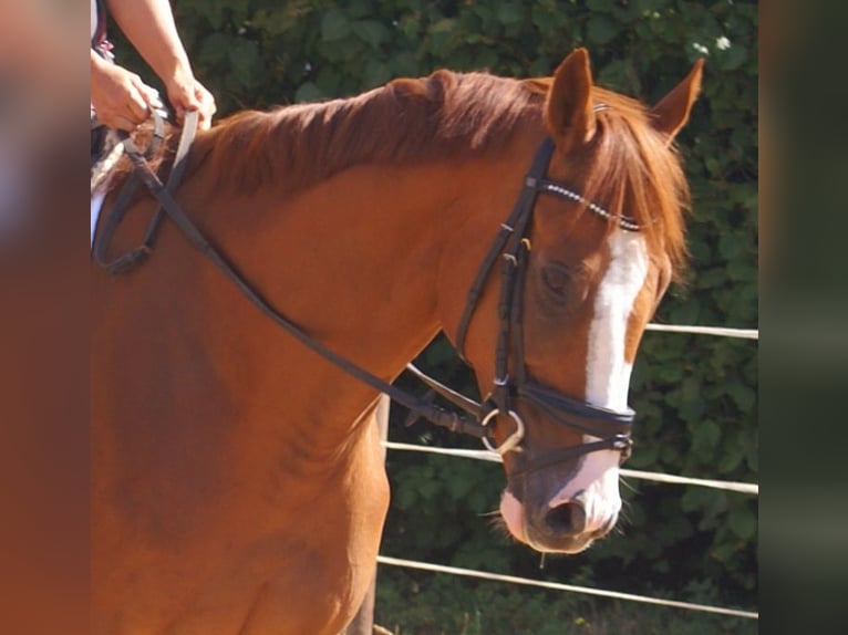 Caballo de deporte irlandés Caballo castrado 7 años 167 cm Alazán in Velpke