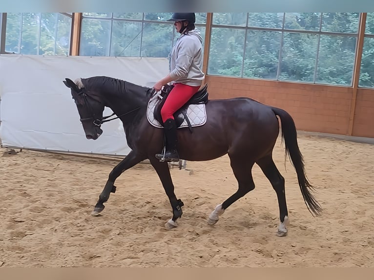 Caballo de deporte irlandés Caballo castrado 7 años 167 cm Castaño in Lage