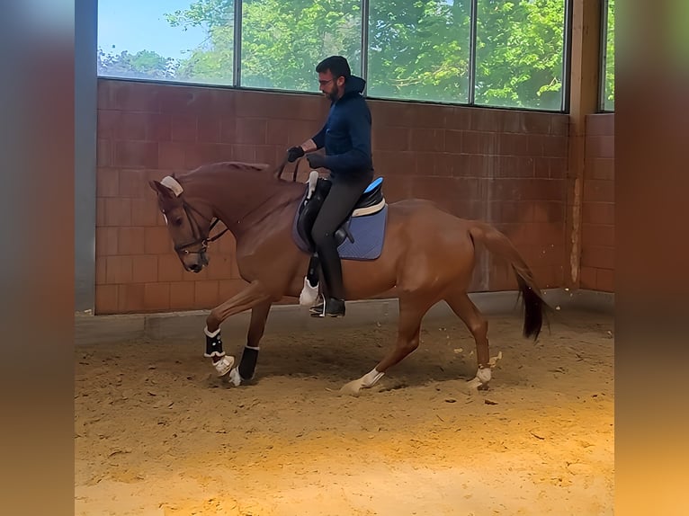 Caballo de deporte irlandés Caballo castrado 7 años 168 cm Alazán in Lage