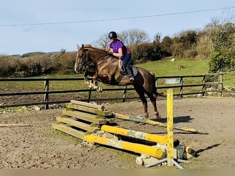 Caballo de deporte irlandés Caballo castrado 7 años 168 cm Alazán-tostado in Sligo