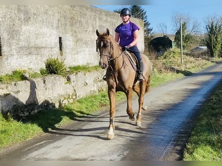 Caballo de deporte irlandés Caballo castrado 7 años 168 cm Alazán-tostado in Sligo