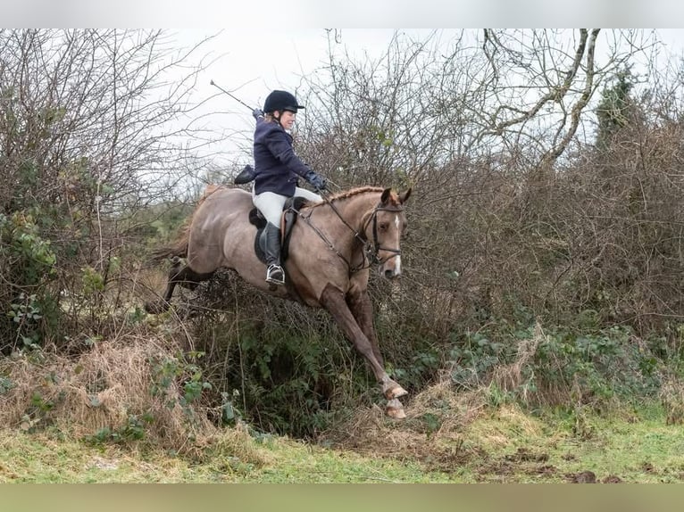 Caballo de deporte irlandés Caballo castrado 7 años 168 cm Alazán-tostado in Sligo