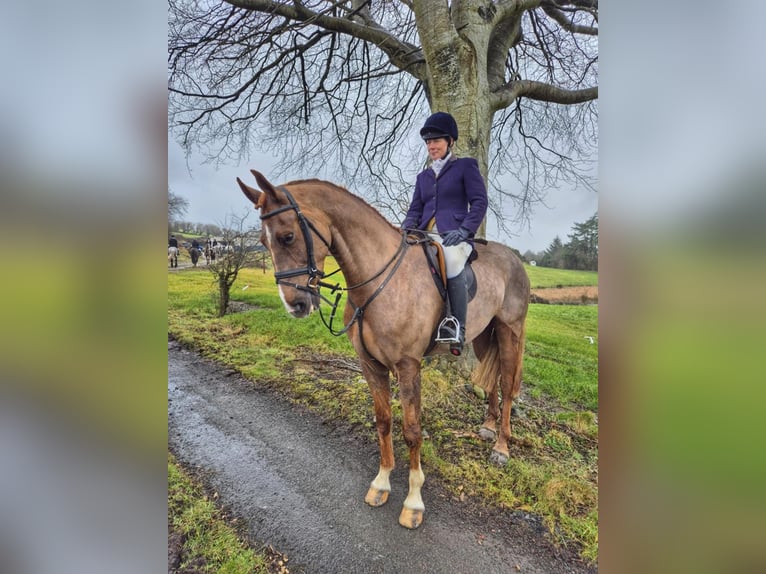 Caballo de deporte irlandés Caballo castrado 7 años 168 cm Alazán-tostado in Sligo