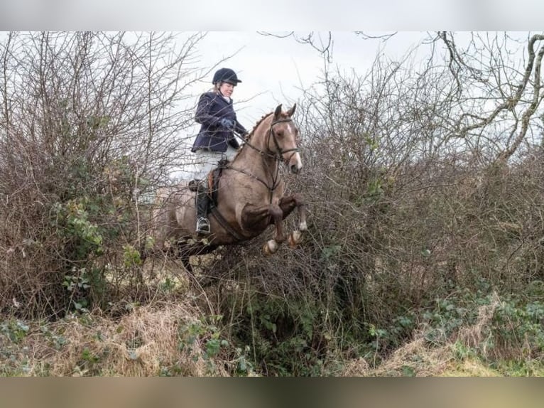 Caballo de deporte irlandés Caballo castrado 7 años 168 cm Alazán-tostado in Sligo