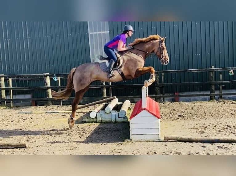 Caballo de deporte irlandés Caballo castrado 7 años 168 cm Alazán-tostado in Sligo