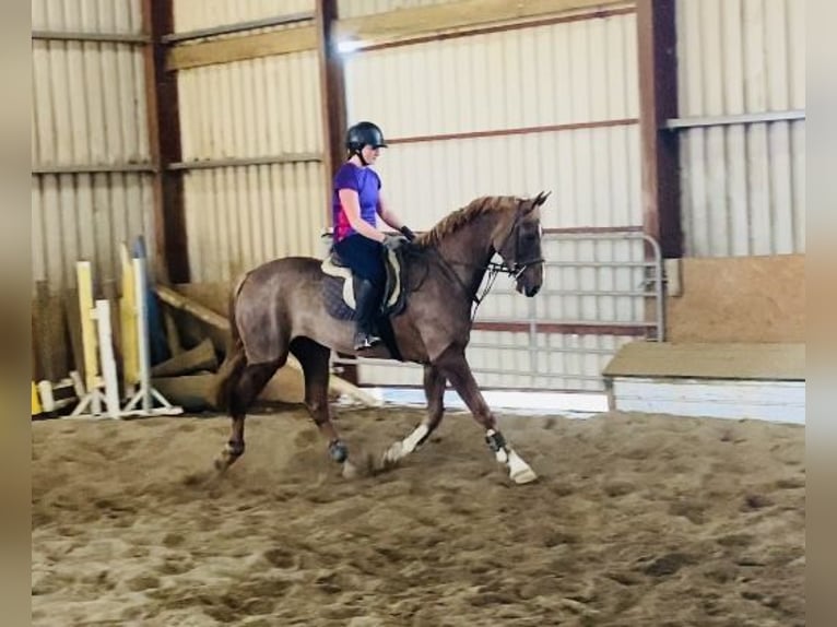 Caballo de deporte irlandés Caballo castrado 7 años 168 cm Alazán-tostado in Sligo