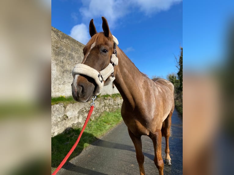 Caballo de deporte irlandés Caballo castrado 7 años 168 cm Alazán-tostado in Sligo