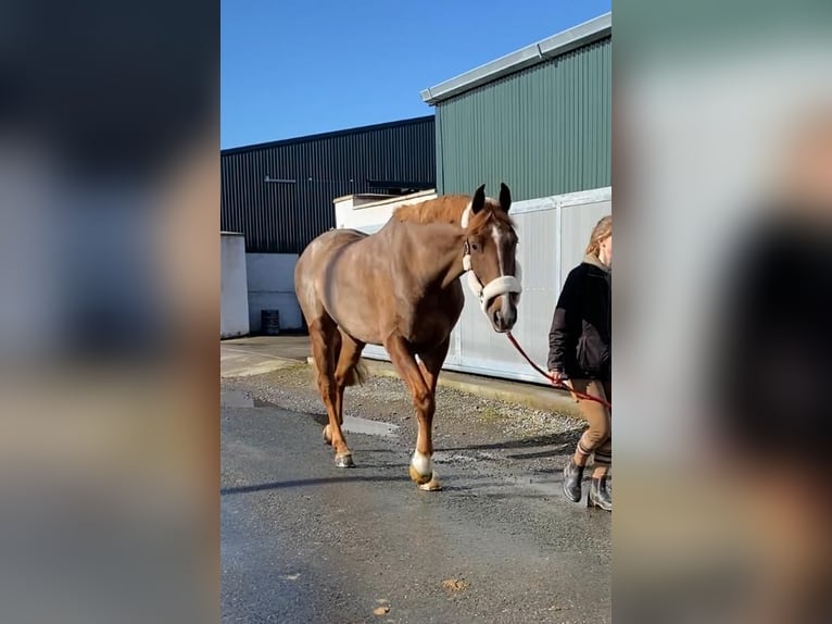 Caballo de deporte irlandés Caballo castrado 7 años 168 cm Alazán-tostado in Sligo