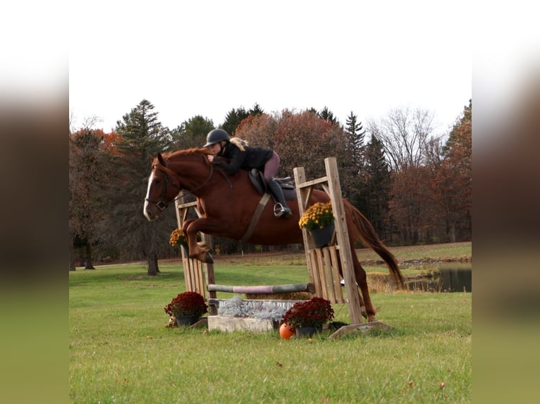 Caballo de deporte irlandés Caballo castrado 7 años 168 cm Alazán-tostado in Howell