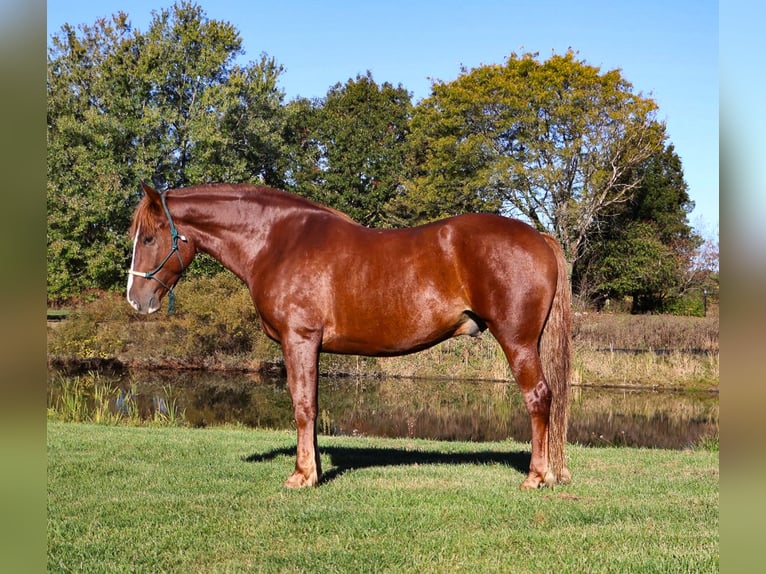 Caballo de deporte irlandés Caballo castrado 7 años 168 cm Alazán-tostado in Howell