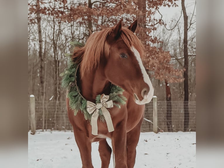 Caballo de deporte irlandés Caballo castrado 7 años 168 cm Alazán-tostado in Howell