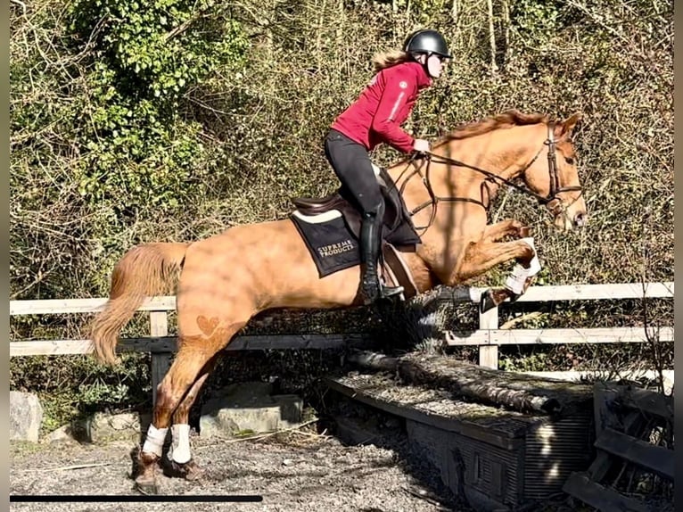 Caballo de deporte irlandés Caballo castrado 7 años 168 cm Alazán-tostado in Laois