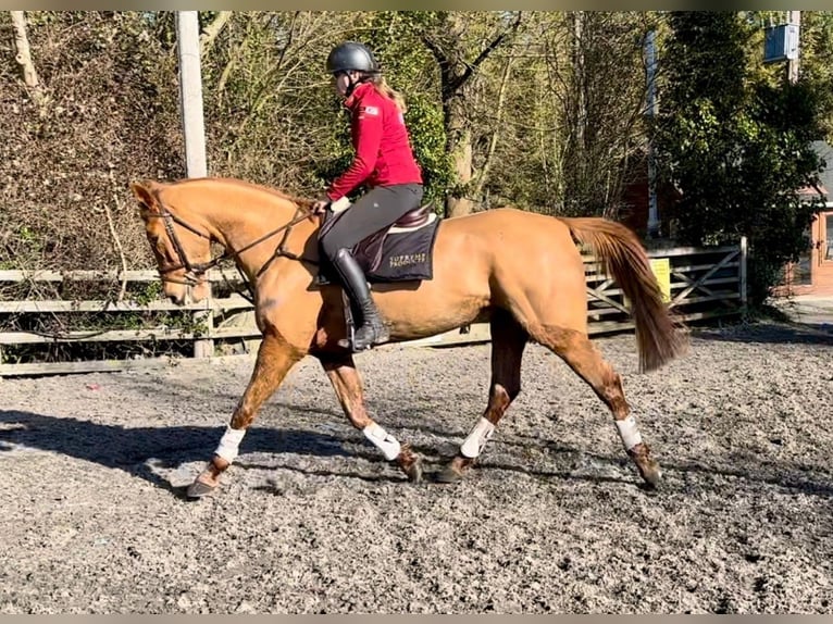 Caballo de deporte irlandés Caballo castrado 7 años 168 cm Alazán-tostado in Laois