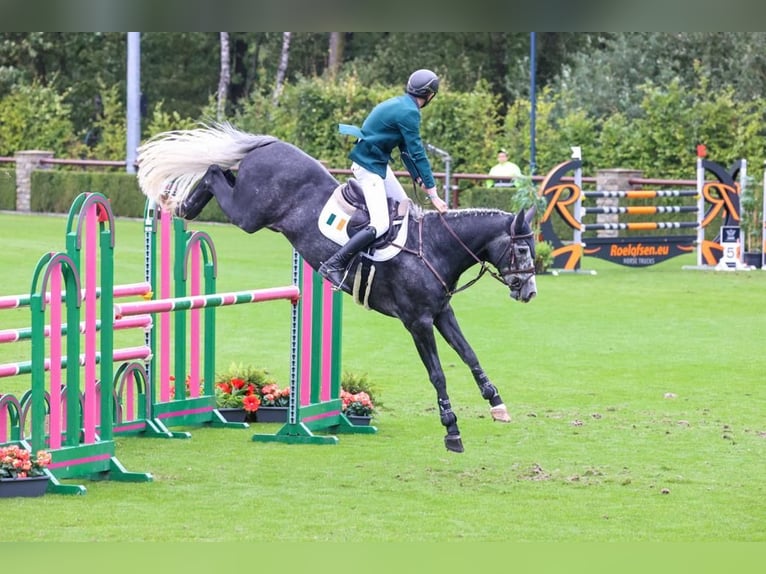 Caballo de deporte irlandés Caballo castrado 7 años 168 cm Tordo in Limerick