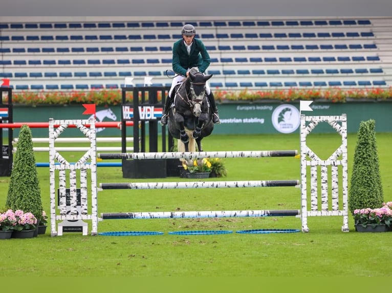 Caballo de deporte irlandés Caballo castrado 7 años 168 cm Tordo in Limerick