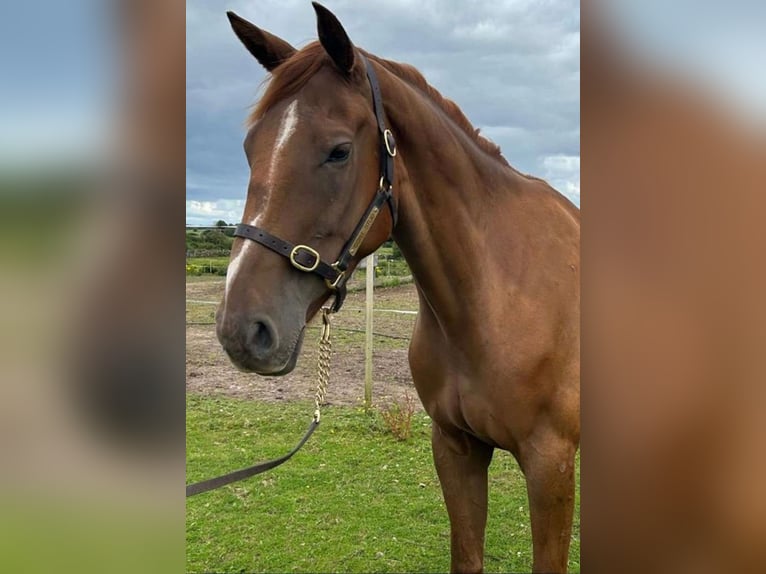 Caballo de deporte irlandés Caballo castrado 7 años 169 cm Alazán in Bielefeld