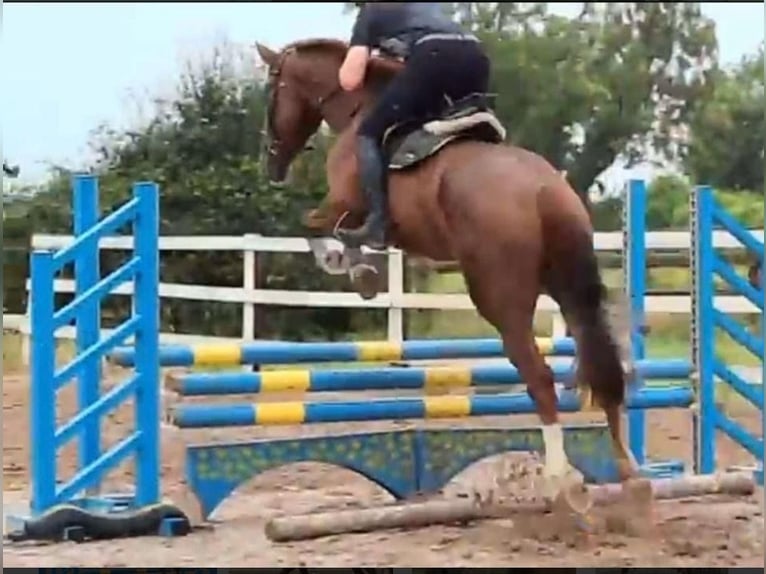 Caballo de deporte irlandés Caballo castrado 7 años 169 cm Alazán in Bielefeld