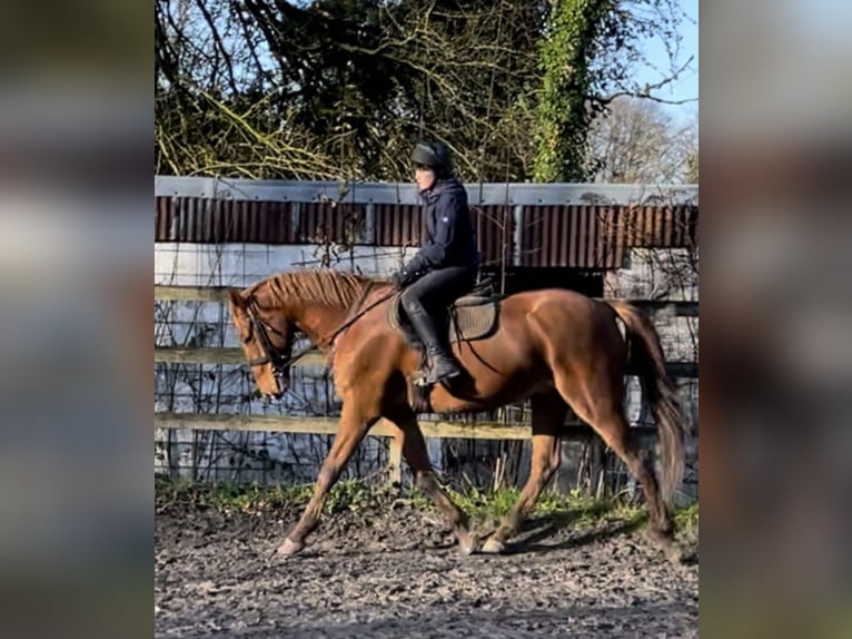 Caballo de deporte irlandés Caballo castrado 7 años 171 cm Alazán-tostado in Westmeath