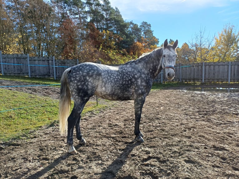 Caballo de deporte irlandés Caballo castrado 7 años 173 cm Tordo in Tragwein