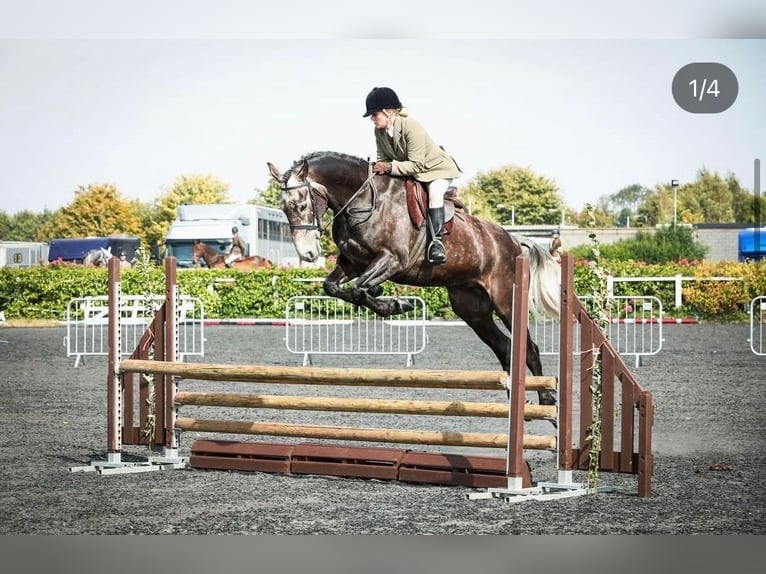 Caballo de deporte irlandés Caballo castrado 7 años 173 cm Tordo in Limerick