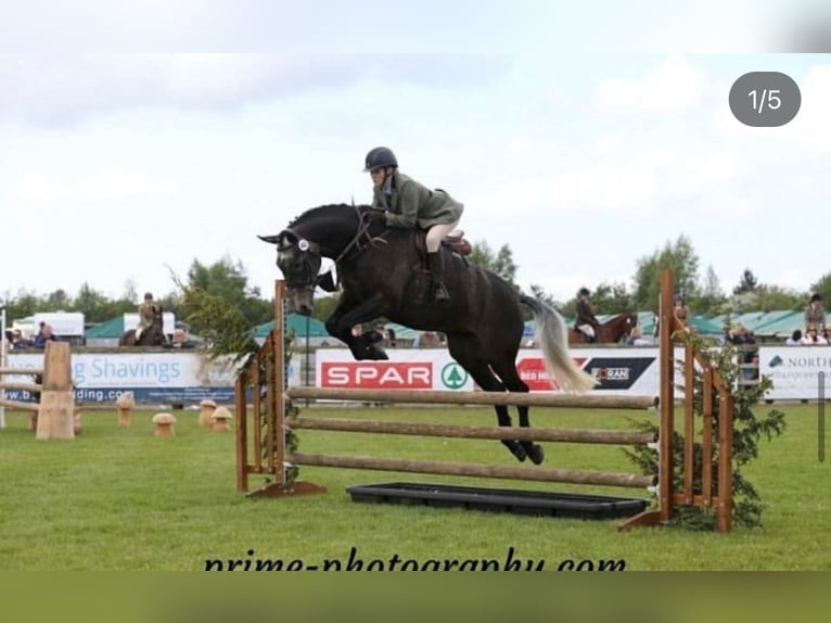 Caballo de deporte irlandés Caballo castrado 7 años 173 cm Tordo in Limerick