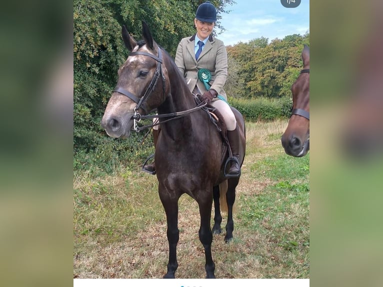 Caballo de deporte irlandés Caballo castrado 7 años 173 cm Tordo in Limerick