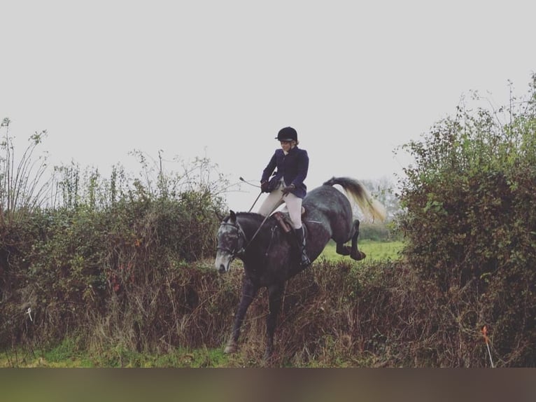 Caballo de deporte irlandés Caballo castrado 7 años 173 cm Tordo in Limerick