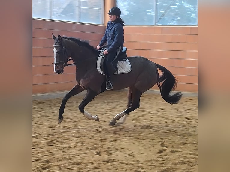 Caballo de deporte irlandés Caballo castrado 7 años 180 cm Castaño in Lage